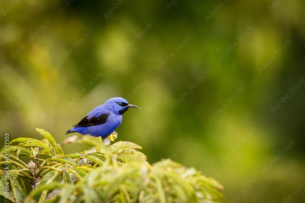 Close up Purple Honeycreeper (Cyanerpes Caeruleus)