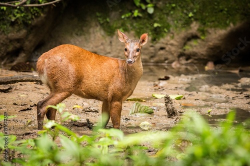 Red Brocket Deer (Mazama americana) photo