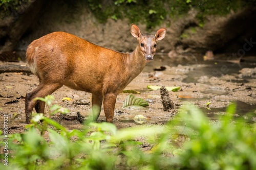 Red Brocket Deer (Mazama americana)