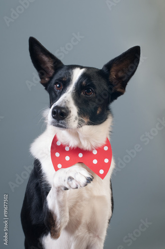 Funny mixed breed dog valentine portrait © GrasePhoto
