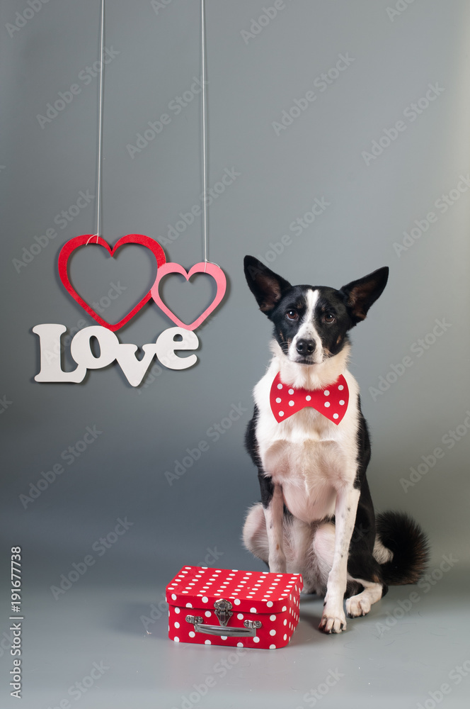 Portrait of cute mixed breed dog in bow tie
