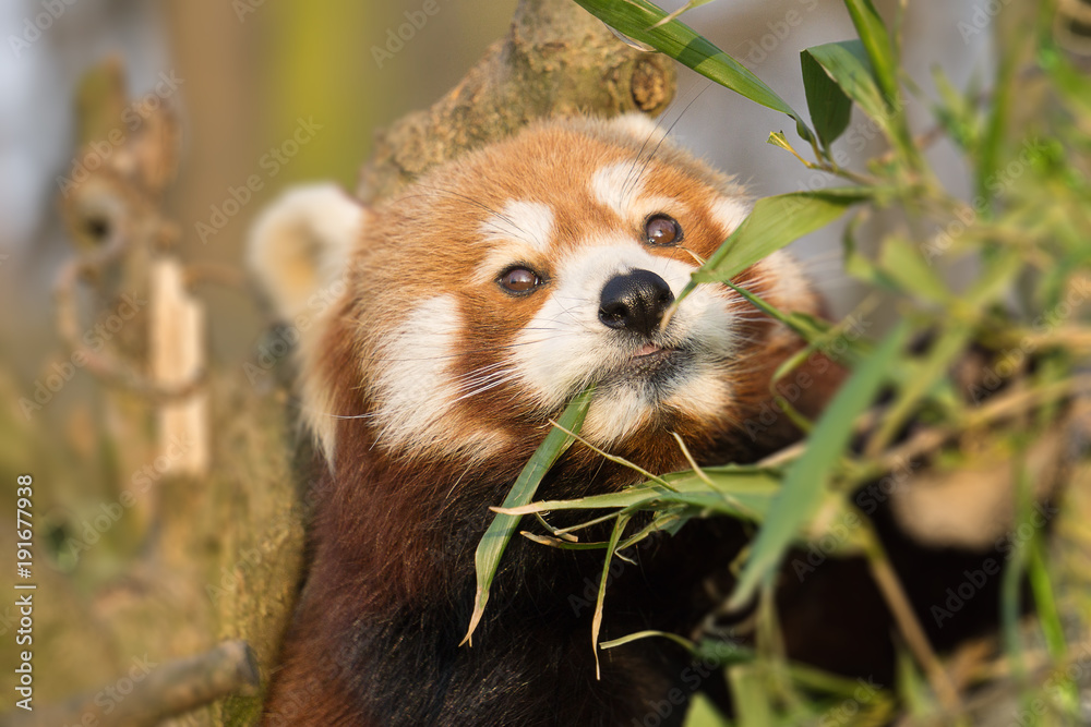 Obraz premium Cat bear, small panda, Asian small bear with foxroten fur (Ailurus fulgens)