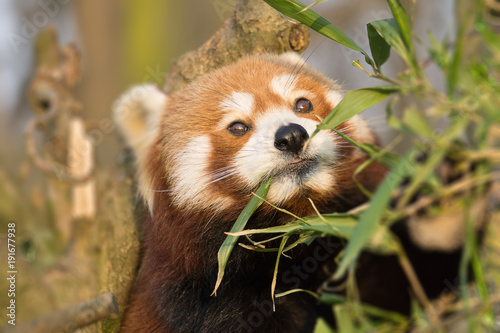 Fototapeta Naklejka Na Ścianę i Meble -  Cat bear, small panda, Asian small bear with foxroten fur (Ailurus fulgens)