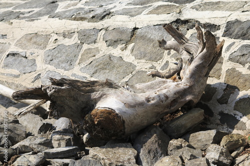 Alter vertrockneter Baumstamm, angeschwemmt am Ufer des Sees, Strandgut photo