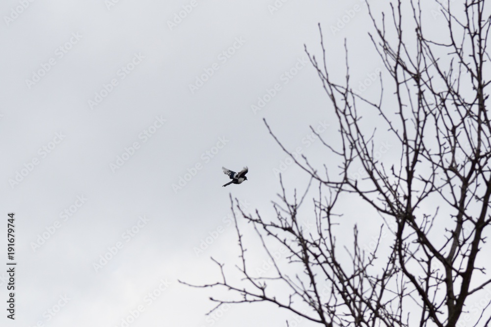 Birds in the tree during winter. Slovakia Birds in the tree during winter. Slovakia