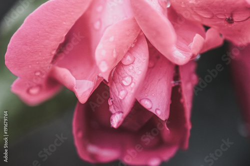 rose rain