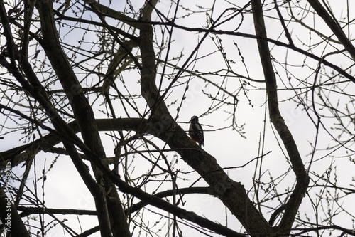 Birds in the tree during winter. Slovakia