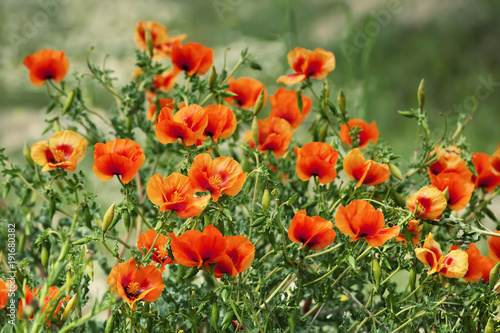 Red poppies in the field  vintage springtime outdoor background