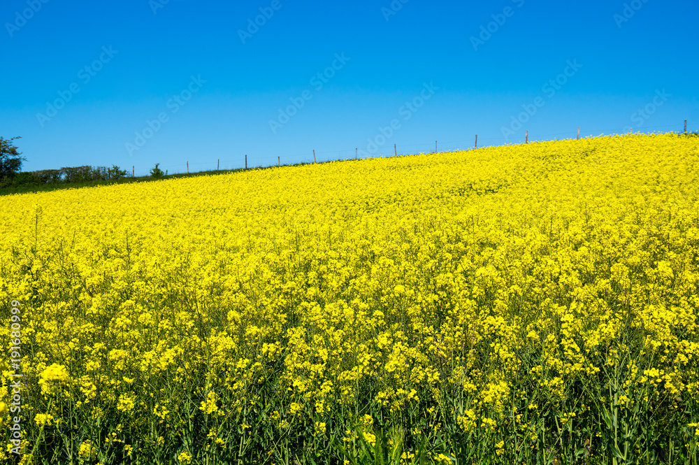 Yellow colza field