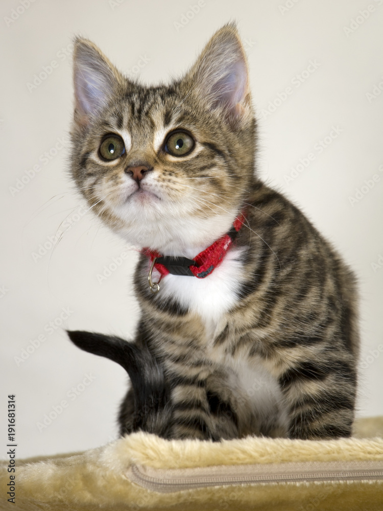 Obraz premium Cute kitten looking worried