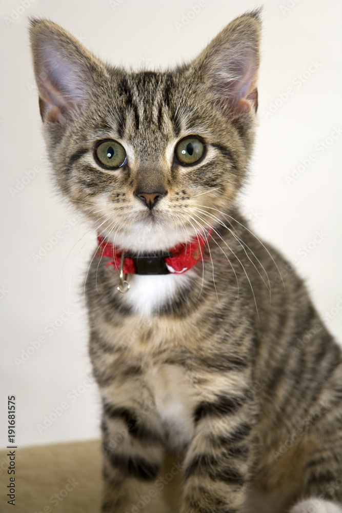 Cute kitten staring wide eyed at the camera