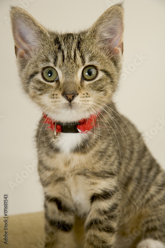 Cute wided eyed kitten looking at the camera