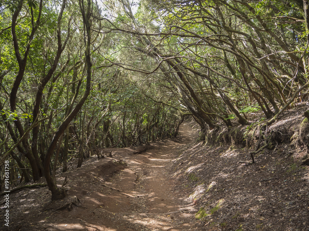 narrow footpath on Sendero de los Sentidos path od the senses in mystery primary Laurel forest Laurisilva rainforest with old green mossed tree and in anaga mountain, tenerife  canary island spain