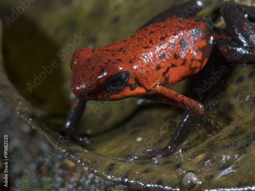 Strawberry Poison Dart Frog (Oophaga pumilio), Tortuguero National Park, Costa Rica