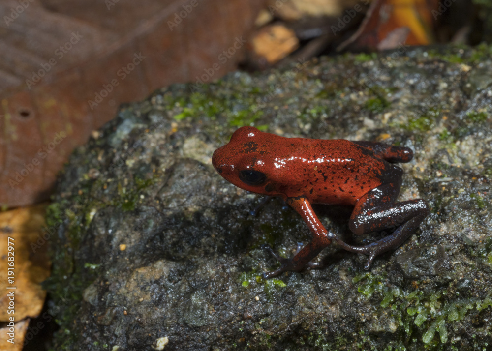 Naklejka premium Strawberry Poison Dart Frog (Oophaga pumilio), Tortuguero National Park, Costa Rica