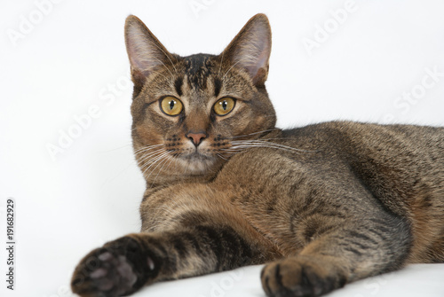 Cute wide-eyed part Abyssinian young male cat watching curiously