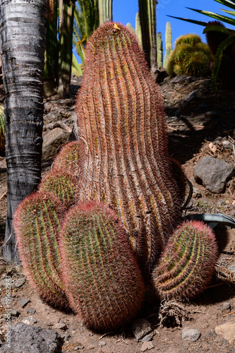 Cactualdea Park, Gran Canaria photo