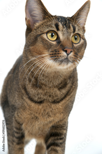 Cute wide-eyed part Abyssinian young male cat walking purposefully past the camera