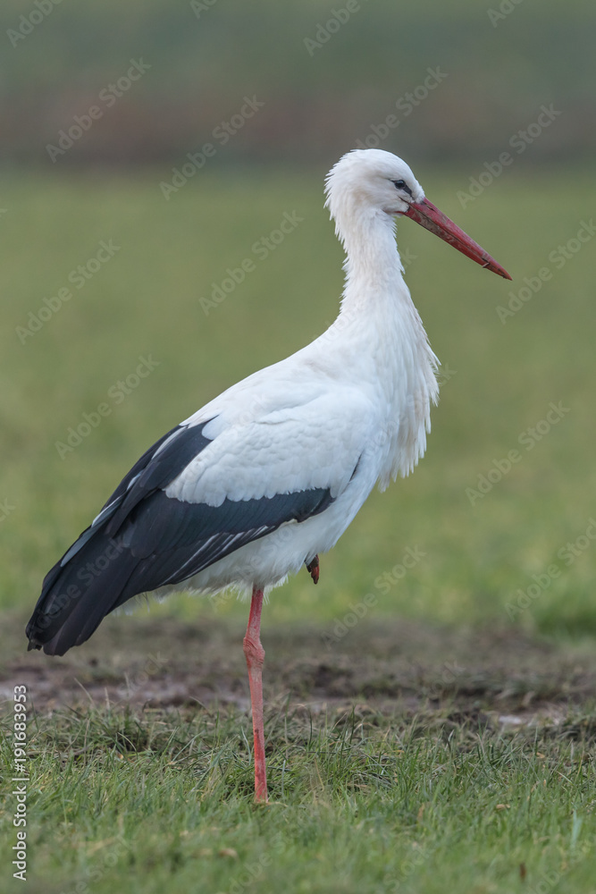 storch storch