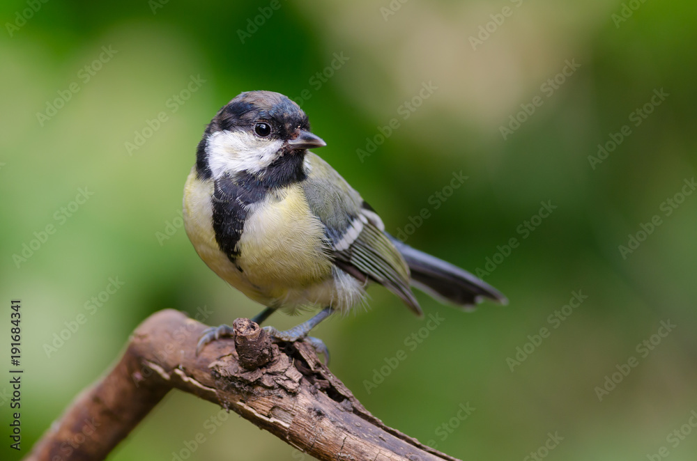 Fototapeta premium Juvenile great tit (Parus major)