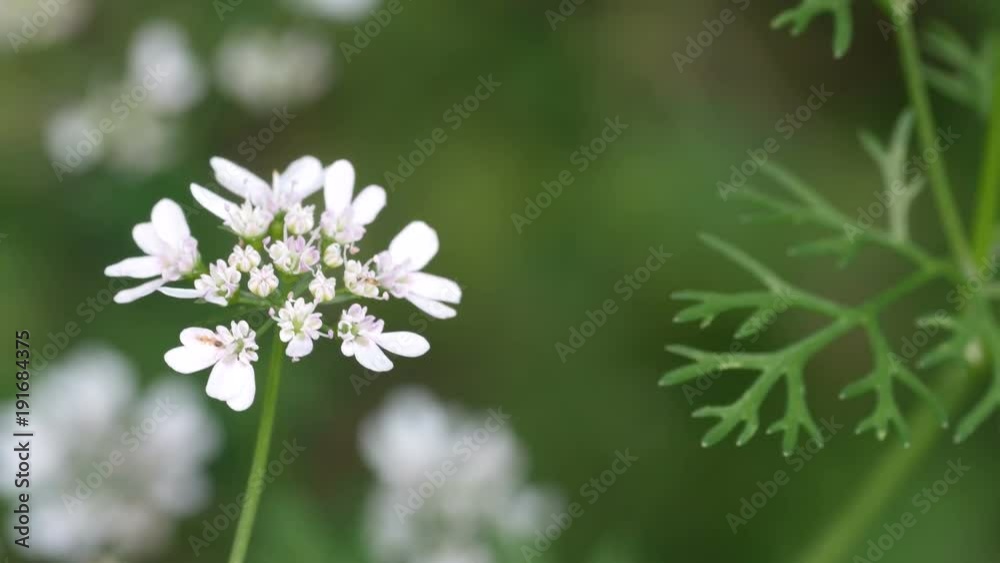 coriander flowers are shaking with wind coriander flowers are shaking with wind