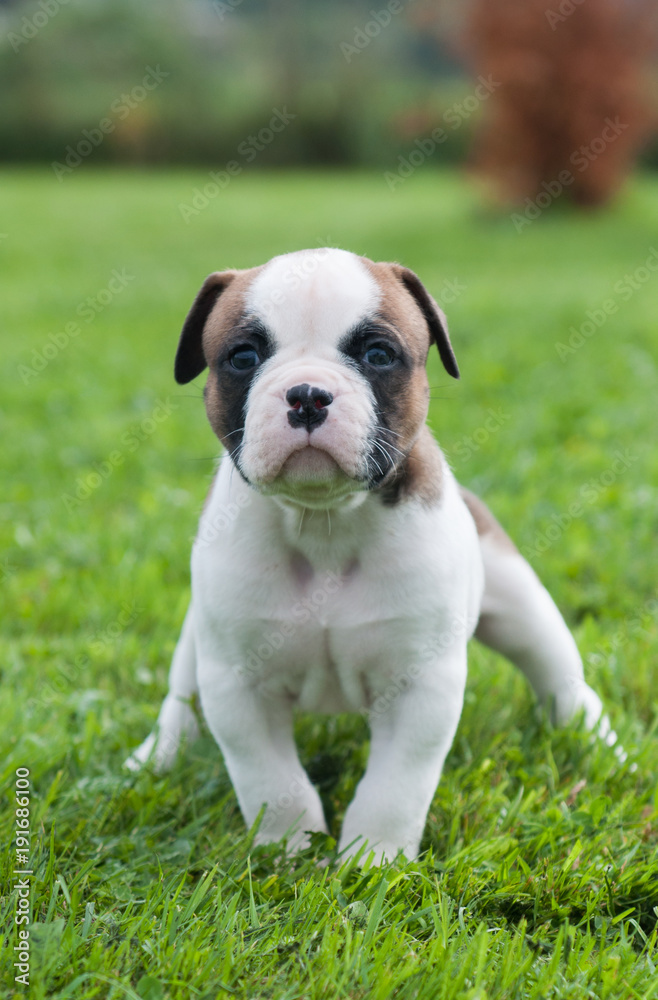 Funny nice red American Bulldog puppy is walking on the grass