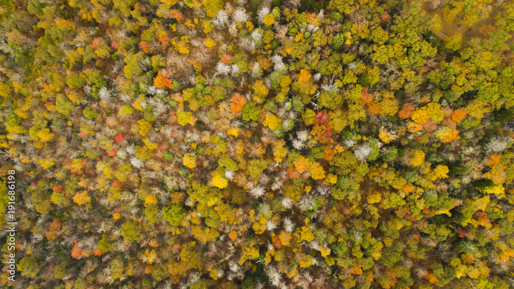 Drone aerial view of a forest during peak fall foliage in the morning with a road in the middle. Drone aerial view of a forest during peak fall foliage in the morning with a road in the middle.