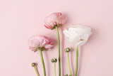 Pink ranunculus flowers