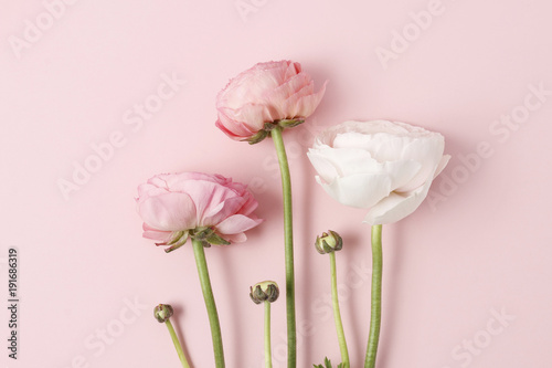 Fototapete Pink ranunculus flowers