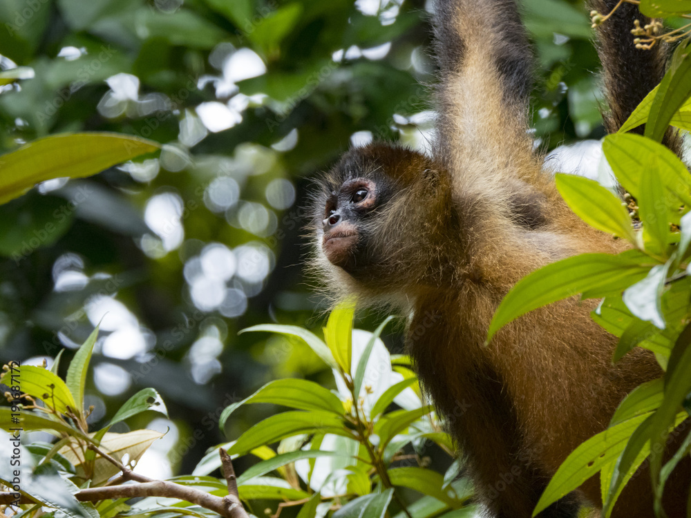 Ornate spider monkey (Ateles geoffroyi ornatus), Tortuguero National Park, Costa Rica