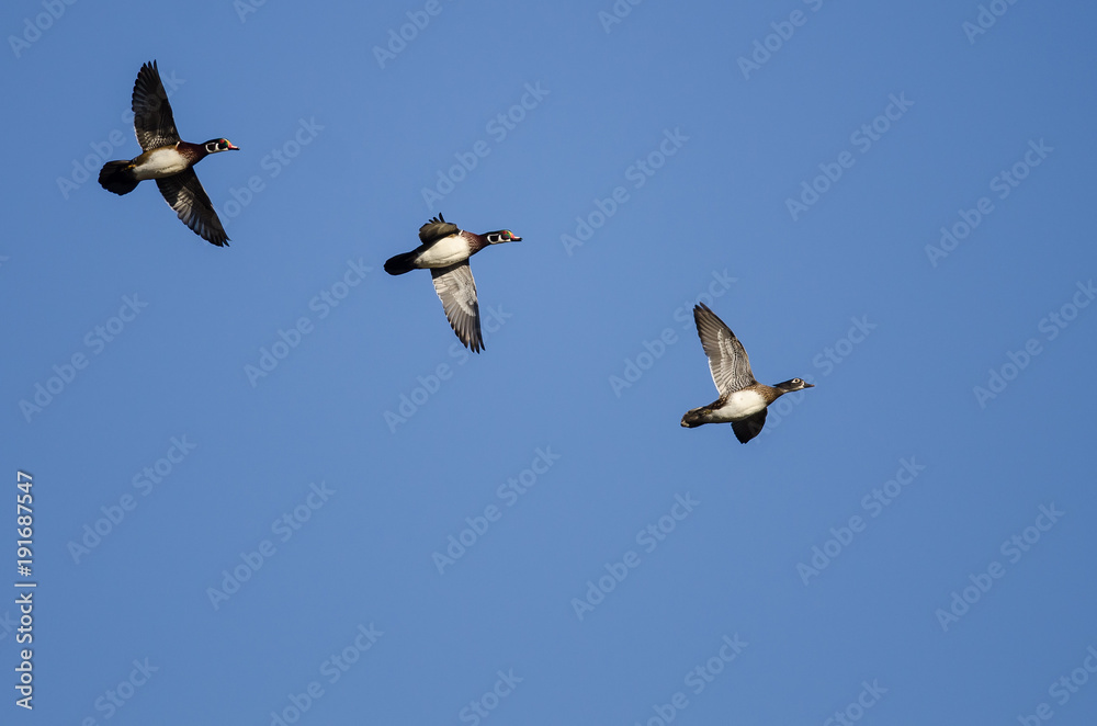Obraz premium Three Wood Ducks Flying in a Blue Sky