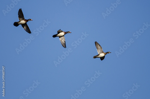 Three Wood Ducks Flying in a Blue Sky