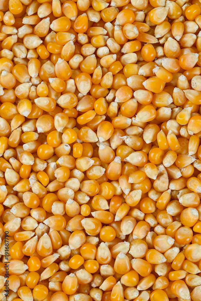dried corn kernels dried corn kernels