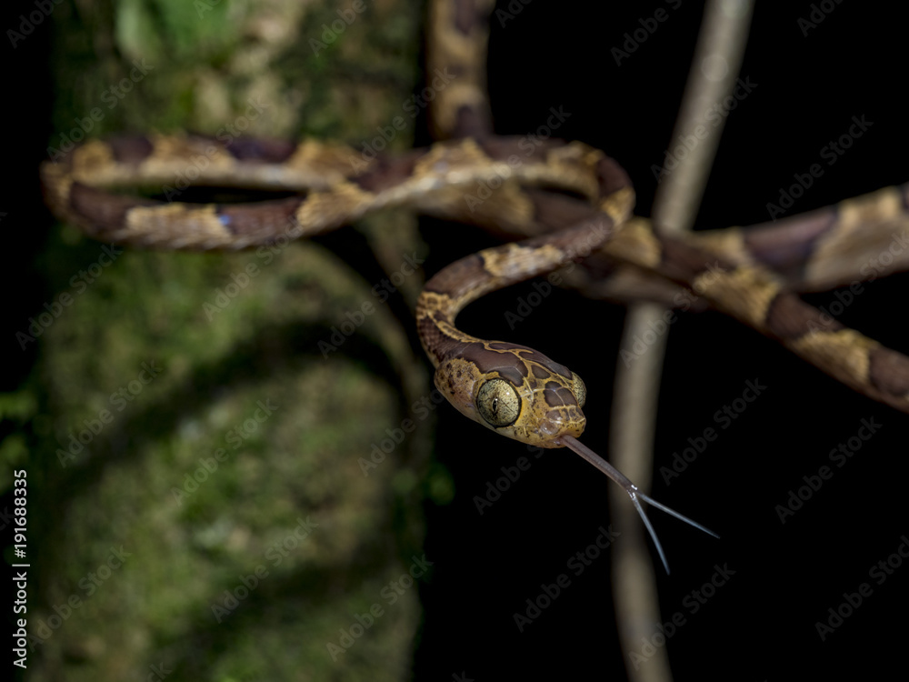 Naklejka premium Blunthead tree snake (Imantodes cenchoa), La Fortuna, Costa Rica