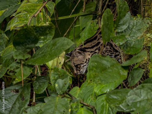 Margay (Leopardus wiedii) cub, La Fortuna, Costa Rica photo