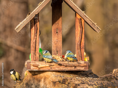 Buntfinkpärchen photo