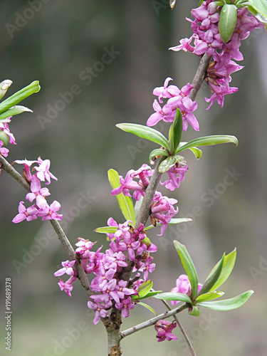 Blooming daphne mezereum