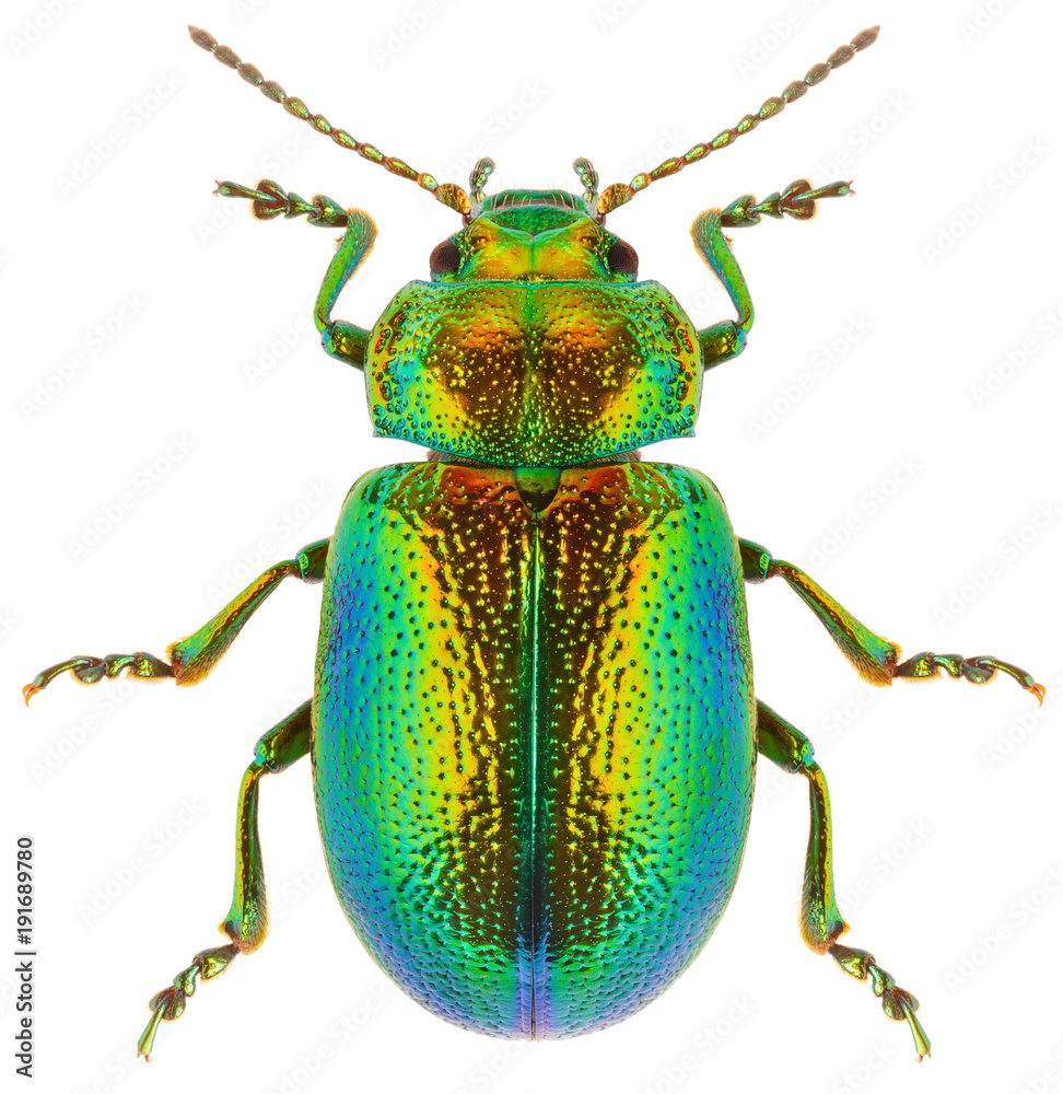 Leaf beetle Chrysolina graminis isolated on white background, dorsal view of beetle. Close-up of tansy beetle. Leaf beetle Chrysolina graminis isolated on white background, dorsal view of beetle. Close-up of tansy beetle.