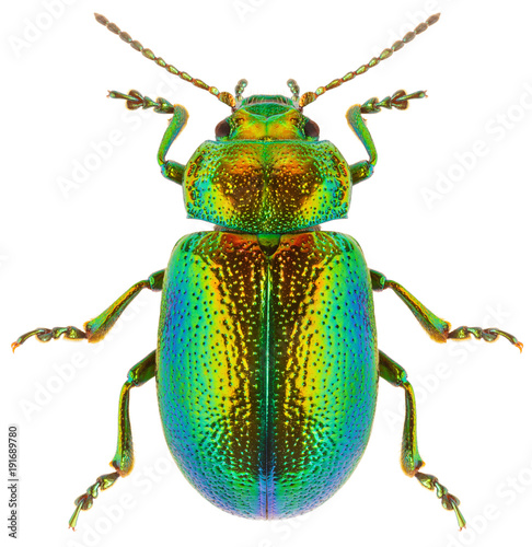 Tela Leaf beetle Chrysolina graminis isolated on white background, dorsal view of beetle