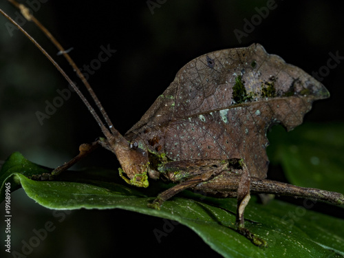 Leaf-mimicking katydid (Typophyllum sp.), Monteverde, Costa Rica photo