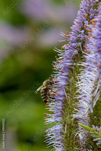 bee at a lilac flower