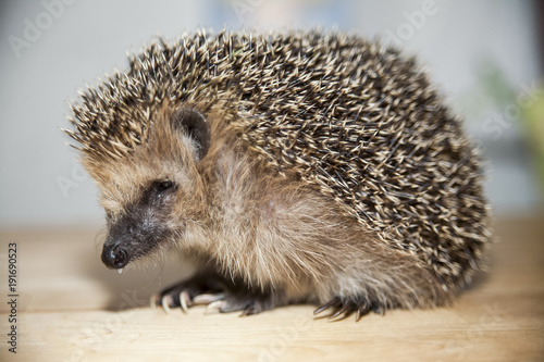 Igel auf einem Tisch