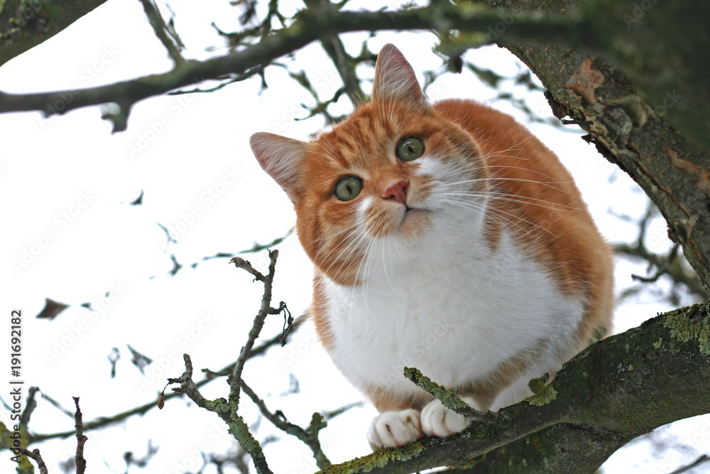 Fototapeta premium red and white cat sitting on a bare tree