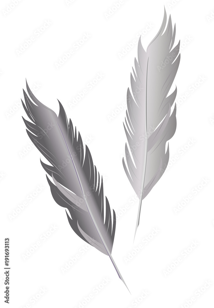 Set of bird feathers. Two vector isolated feather in vintage style.