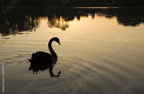 Swan silhouette at sunset in the Ibirapuera Park lake at S  o Paulo