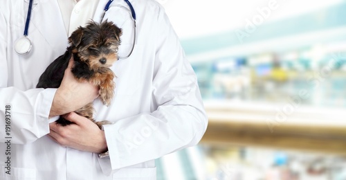 Fototapeta Naklejka Na Ścianę i Meble -  Small cute dog examined at the veterinary