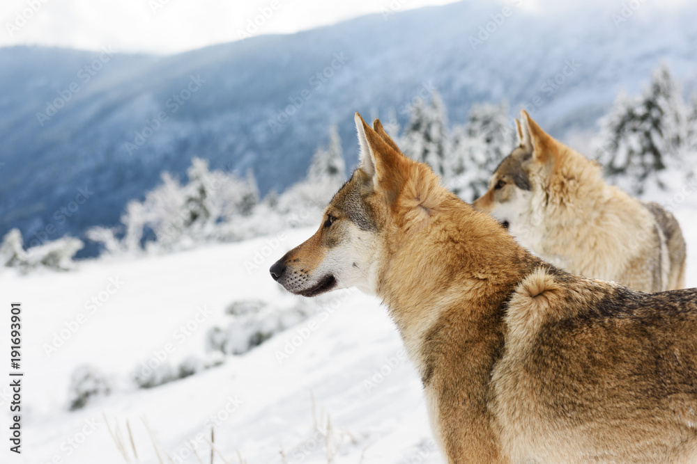 Wolf in fresh snow