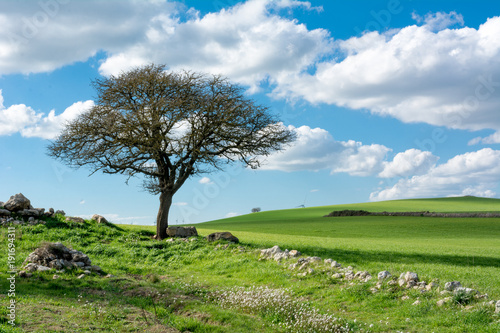 Horizontal View of a Countryside Landscape With a Tree and a Green Meadow at the End of Winter Before Spring. Matera  South of Italy