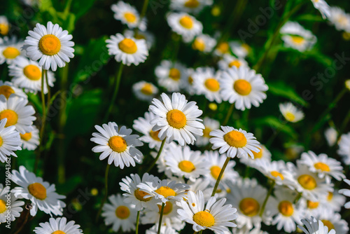 Selective focus daisy flowers - wild chamomile. Green grass and chamomiles in the nature