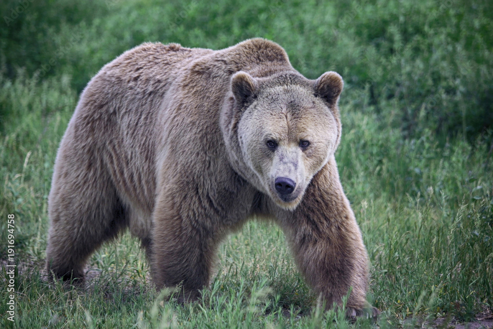 Obraz premium A grizzly bear walks face forward.